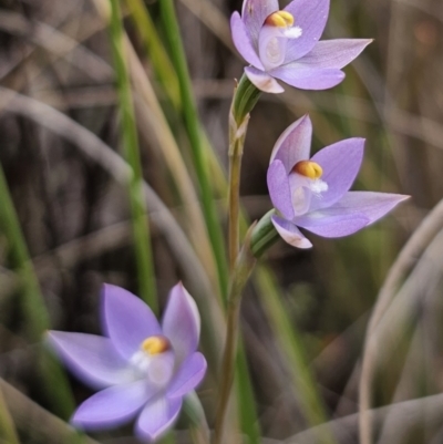 Thelymitra sp. (pauciflora complex) at Captains Flat, NSW - 8 Nov 2023 by Csteele4