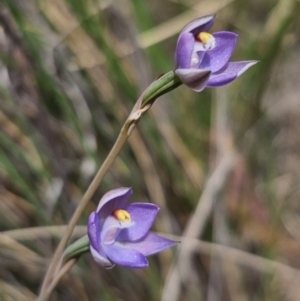 Thelymitra pauciflora at QPRC LGA - 8 Nov 2023