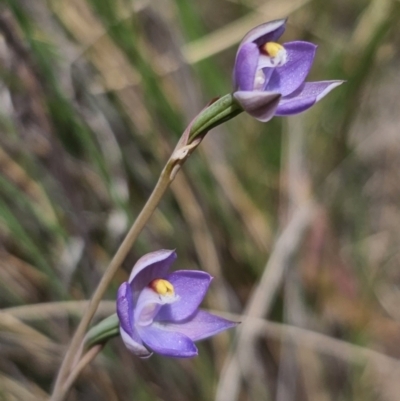 Thelymitra pauciflora (Slender Sun Orchid) at Captains Flat, NSW - 8 Nov 2023 by Csteele4