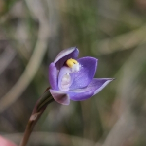 Thelymitra pauciflora at QPRC LGA - 8 Nov 2023