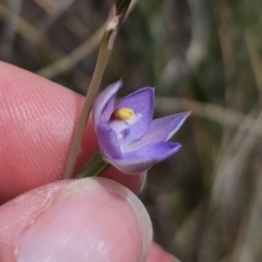 Thelymitra pauciflora at QPRC LGA - 8 Nov 2023