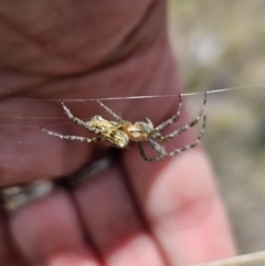 Plebs bradleyi (Enamelled spider) at Captains Flat, NSW - 8 Nov 2023 by Csteele4