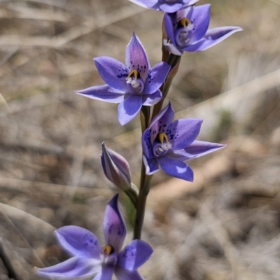 Cyanicula caerulea at Captains Flat, NSW - 8 Nov 2023 by Csteele4