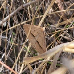 Epidesmia hypenaria (Long-nosed Epidesmia) at QPRC LGA - 8 Nov 2023 by Csteele4