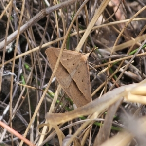 Epidesmia hypenaria at QPRC LGA - 8 Nov 2023