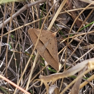 Epidesmia hypenaria at QPRC LGA - 8 Nov 2023