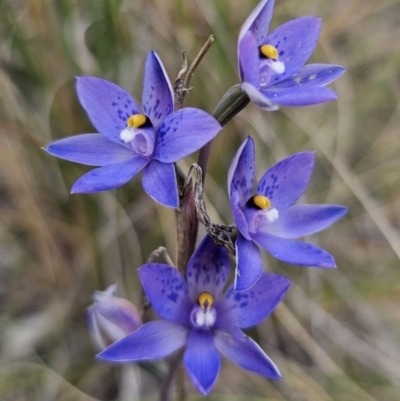 Cyanicula caerulea at QPRC LGA - 8 Nov 2023 by Csteele4