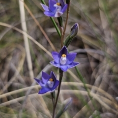 Thelymitra peniculata (Blue Star Sun-orchid) at Captains Flat, NSW - 8 Nov 2023 by Csteele4