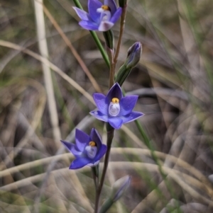 Thelymitra peniculata at QPRC LGA - suppressed