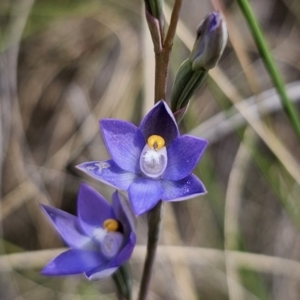 Thelymitra peniculata at QPRC LGA - suppressed