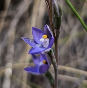 Thelymitra peniculata at QPRC LGA - suppressed