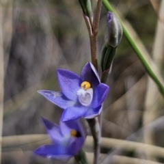 Thelymitra peniculata at QPRC LGA - suppressed