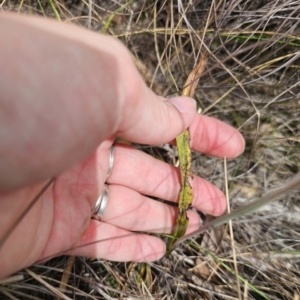 Thelymitra peniculata at QPRC LGA - suppressed