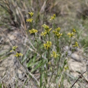 Pimelea curviflora var. sericea at QPRC LGA - 8 Nov 2023 12:35 PM