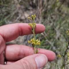 Pimelea curviflora var. sericea at QPRC LGA - 8 Nov 2023 12:35 PM