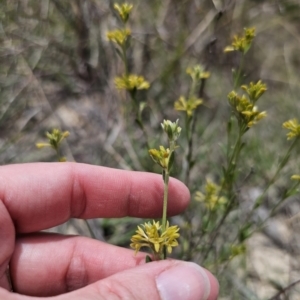 Pimelea curviflora var. sericea at QPRC LGA - 8 Nov 2023 12:35 PM