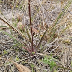 Stylidium graminifolium at QPRC LGA - 8 Nov 2023