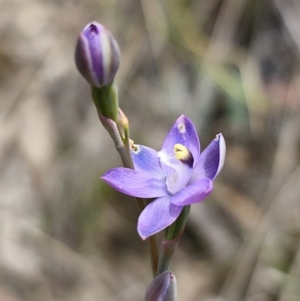 Thelymitra sp. (pauciflora complex) at QPRC LGA - suppressed