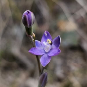 Thelymitra sp. (pauciflora complex) at QPRC LGA - suppressed