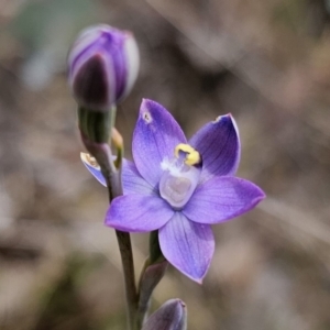 Thelymitra sp. (pauciflora complex) at QPRC LGA - suppressed