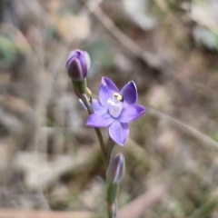 Thelymitra sp. (pauciflora complex) at QPRC LGA - suppressed