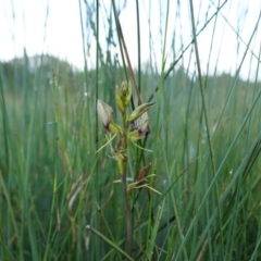 Cryptostylis erecta (Bonnet Orchid) at Wallum - 8 Nov 2023 by Starflower