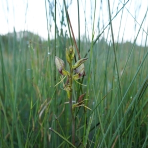 Cryptostylis erecta at Wallum - 8 Nov 2023