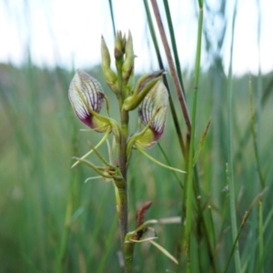 Cryptostylis erecta at Wallum - 8 Nov 2023