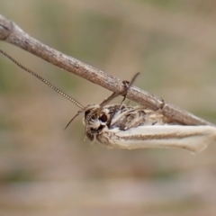 Philobota pilipes (A concealer moth) at Belconnen, ACT - 8 Nov 2023 by CathB