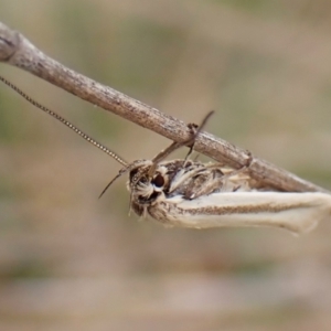 Philobota pilipes at Mount Painter - 8 Nov 2023