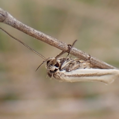 Philobota pilipes (A concealer moth) at Mount Painter - 8 Nov 2023 by CathB