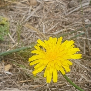 Lasioglossum sp. (genus) at Jerrabomberra East Offset (JE_4) - 8 Nov 2023