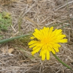 Lasioglossum sp. (genus) at Jerrabomberra East Offset (JE_4) - 8 Nov 2023