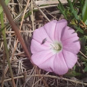 Diptera (order) at Jerrabomberra East Offset (JE_4) - 8 Nov 2023 11:12 AM