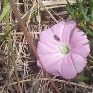 Diptera (order) at Jerrabomberra East Offset (JE_4) - 8 Nov 2023