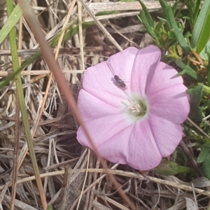 Diptera (order) at Jerrabomberra East Offset (JE_4) - 8 Nov 2023