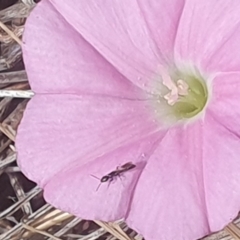 Chalcidoidea (superfamily) (A gall wasp or Chalcid wasp) at Jerrabomberra Grassland - 8 Nov 2023 by ChrisBenwah