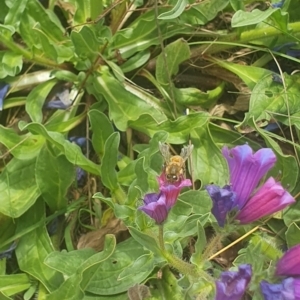 Apis mellifera at Jerrabomberra East Offset (JE_4) - 8 Nov 2023