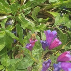 Apis mellifera at Jerrabomberra East Offset (JE_4) - 8 Nov 2023