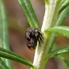 Terentius convexus (Hornless treehopper) at Belconnen, ACT - 7 Nov 2023 by CathB