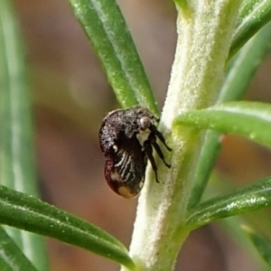 Terentius convexus at Aranda Bushland - 8 Nov 2023