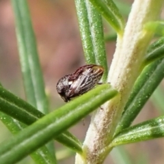 Terentius convexus at Aranda Bushland - 8 Nov 2023