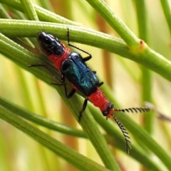 Melyridae (family) (Soft-winged flower beetle) at Belconnen, ACT - 7 Nov 2023 by CathB