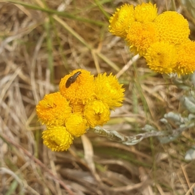 Dasytinae (subfamily) (Soft-winged flower beetle) at Jerrabomberra Grassland - 8 Nov 2023 by ChrisBenwah