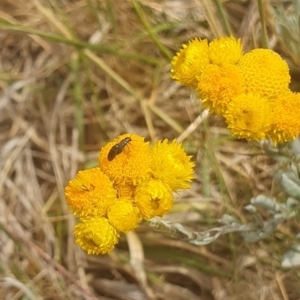 Dasytinae (subfamily) at Jerrabomberra East Offset (JE_4) - 8 Nov 2023 11:00 AM