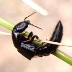 Staphylinidae (family) (Rove beetle) at Aranda Bushland - 8 Nov 2023 by CathB