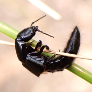 Staphylinidae (family) at Aranda Bushland - 8 Nov 2023