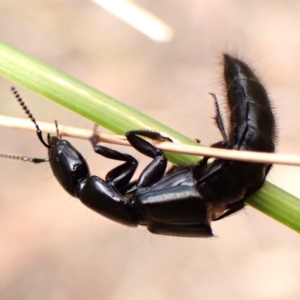 Staphylinidae (family) at Aranda Bushland - 8 Nov 2023