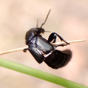 Staphylinidae (family) at Aranda Bushland - 8 Nov 2023 10:05 AM