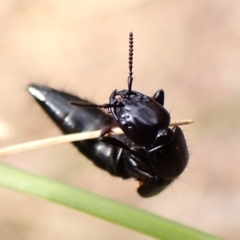 Staphylinidae (family) at Aranda Bushland - 8 Nov 2023 10:05 AM